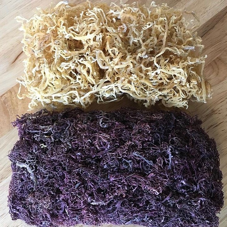 Jamaican (Thick) Purple-Gold Irish Sea Moss